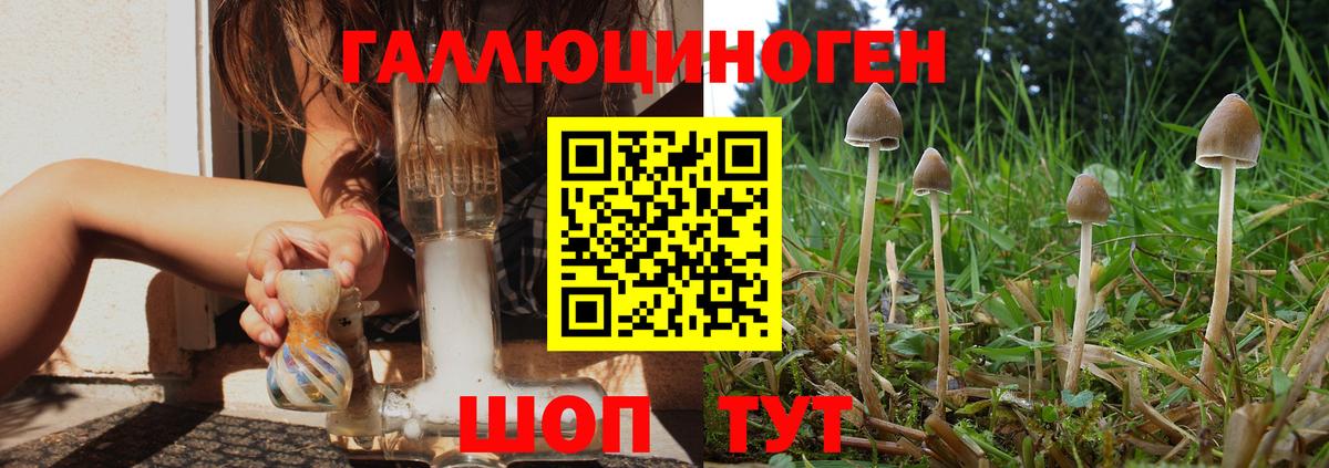 Галлюциногенные грибы Psilocybine cubensis Кизилюрт